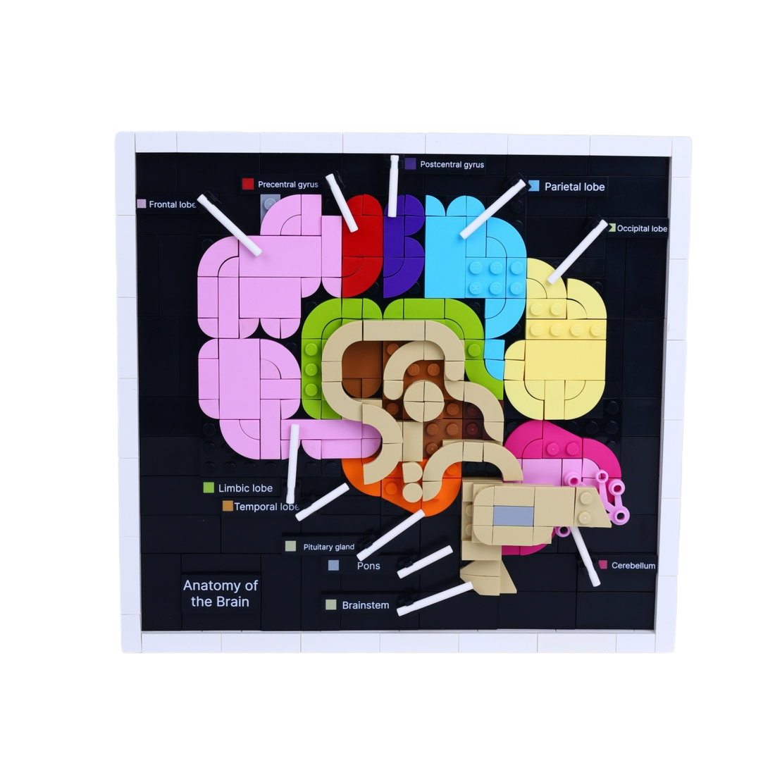 Brain Anatomy brick art collectible, main product view