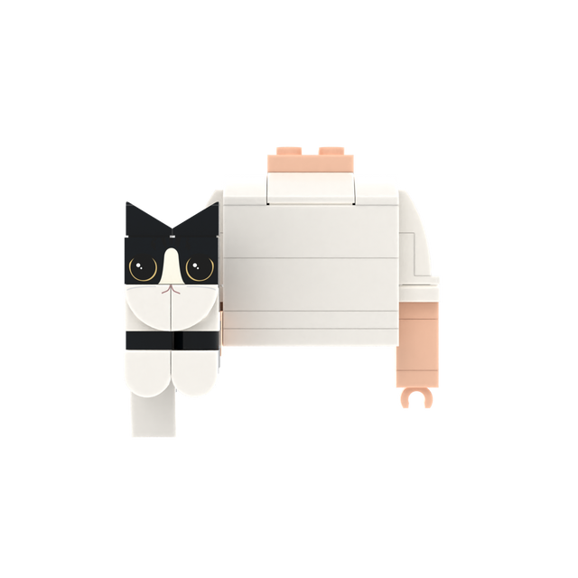 Black-White Cat