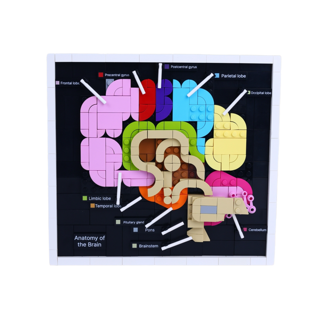 Brain Anatomy