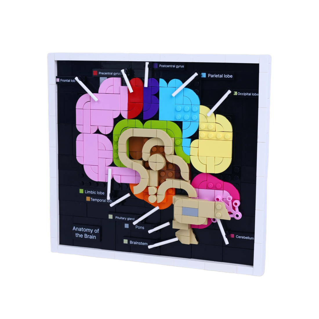 Brain Anatomy brick art collectible, right-side view