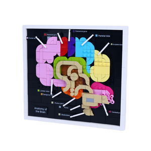 Brain Anatomy brick art collectible, right-side view