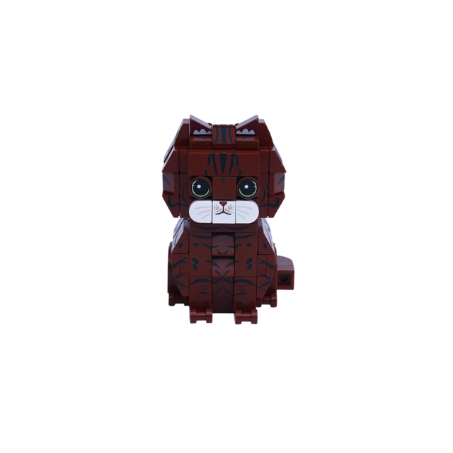Brown Tabby Cat