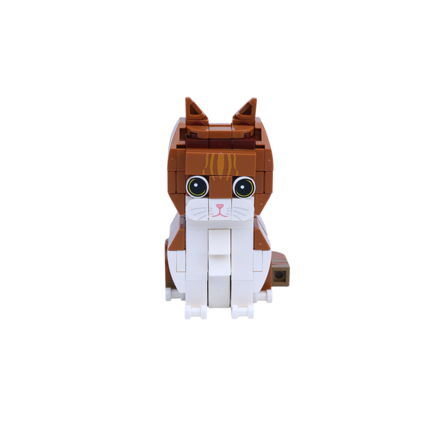 Orange White Cat