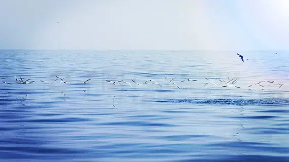 Seaside Collection